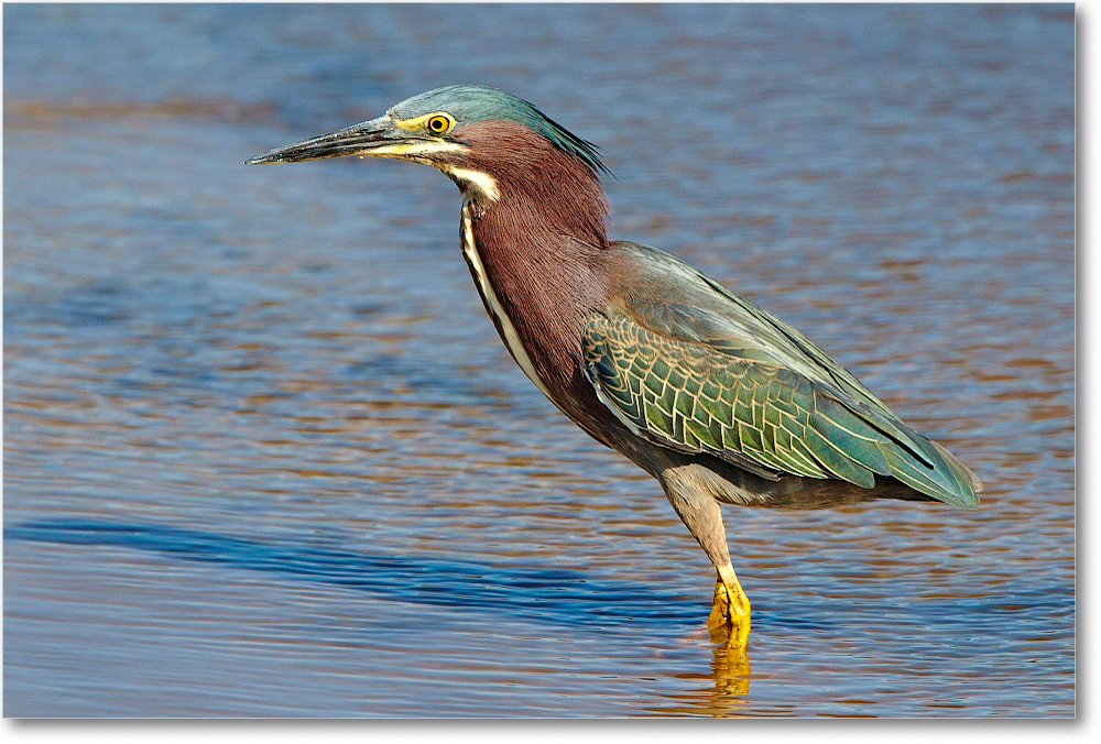 GreenHeron-ChincoNWR-2012June_D4B0982 copy