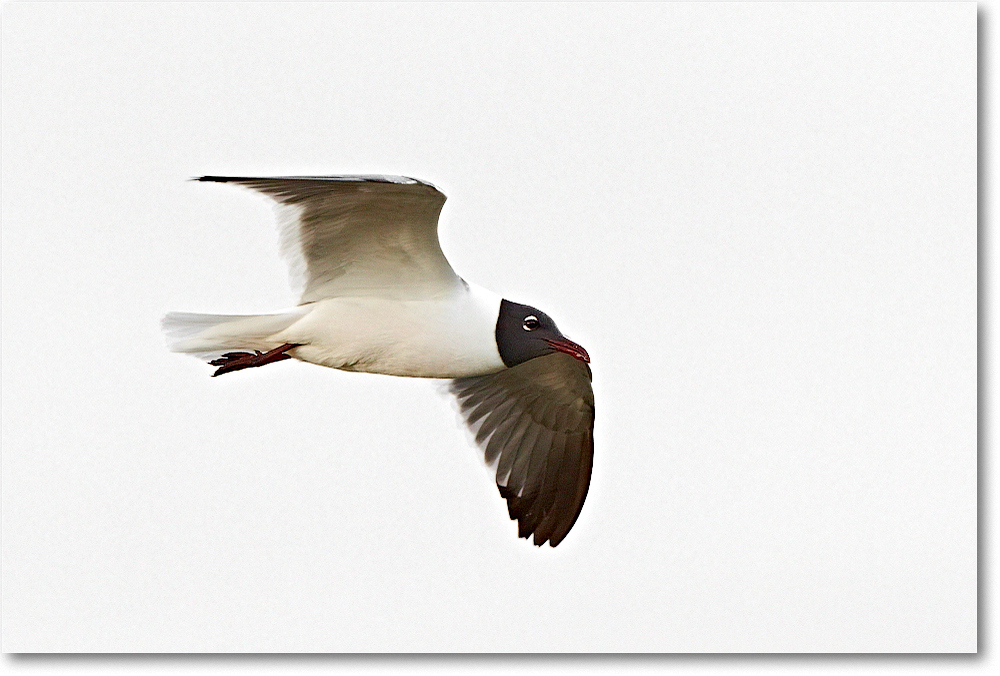 LaughingGull-ChincoNWR-2012June_A6C0009 copy