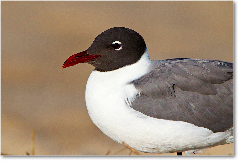LaughingGull-ChincoNWR-2012June_D4B1021 copy