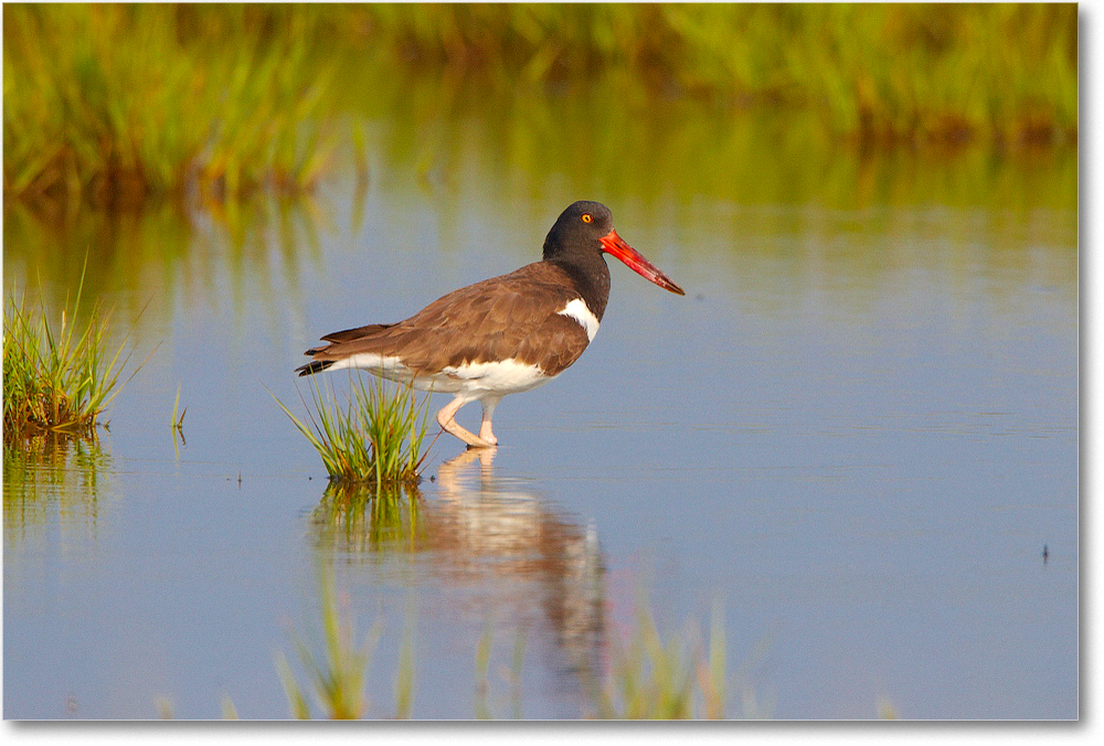 Oystercatcher-ChincoNWR-2012June_D4B2082 copy