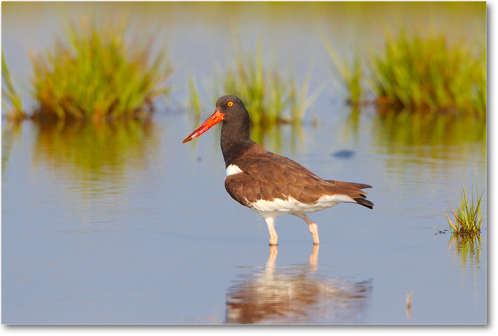 Oystercatcher-ChincoNWR-2012June_D4B2086 copy