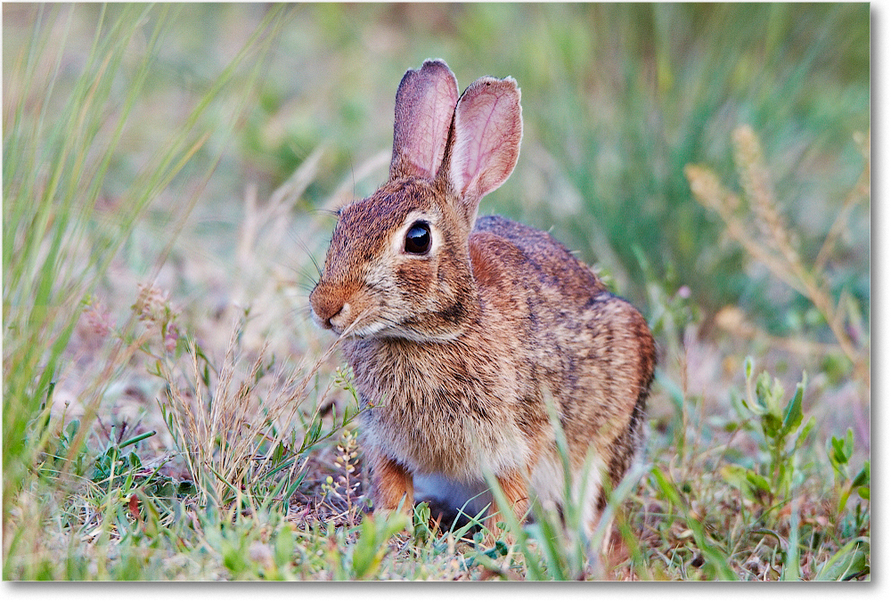 Rabbit-ChincoNWR-2012June_D4B2291 copy