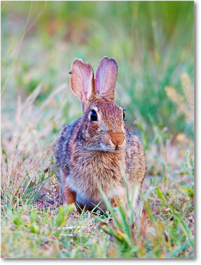 Rabbit-ChincoNWR-2012June_D4B2294 copy