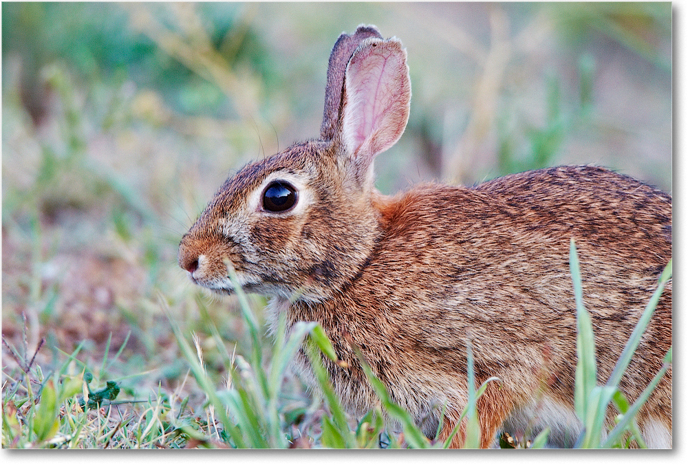 Rabbit-ChincoNWR-2012June_D4B2306 copy