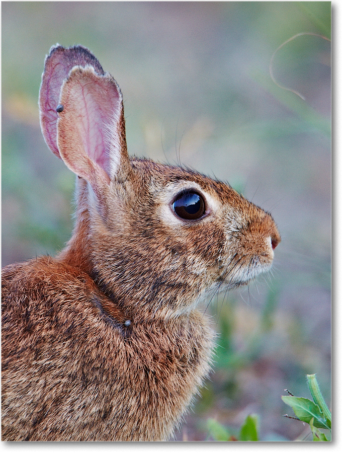Rabbit-ChincoNWR-2012June_D4B2334 copy