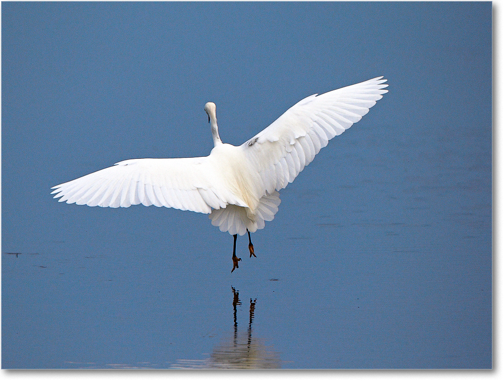 SnowyEgret-ChincoNWR-2012June_D4B1685 copy