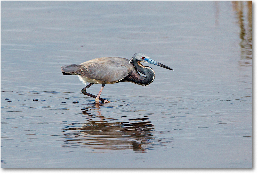 TricolorHeron-ChincoNWR-2012June_D4B0804 copy