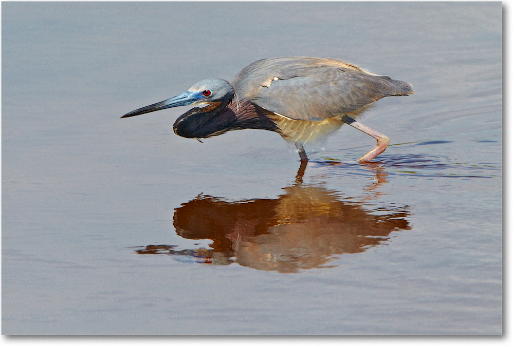 TricolorHeron-ChincoNWR-2012June_D4B0815 copy