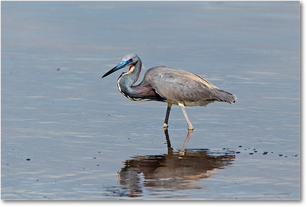 TricolorHeron-ChincoNWR-2012June_D4B0839 copy