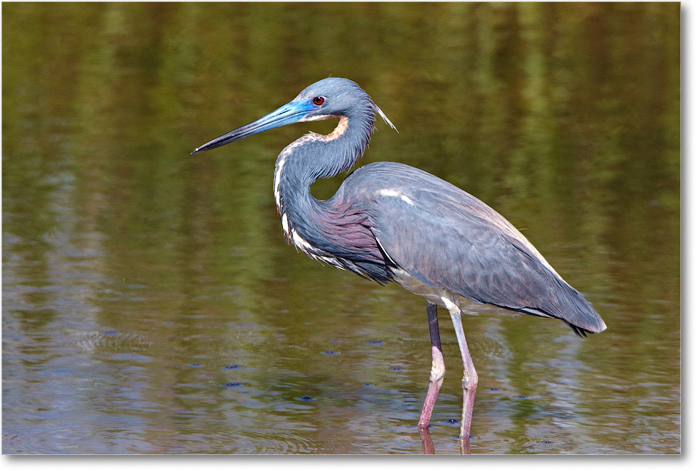 TricolorHeron-ChincoNWR-2012June_D4B0897 copy