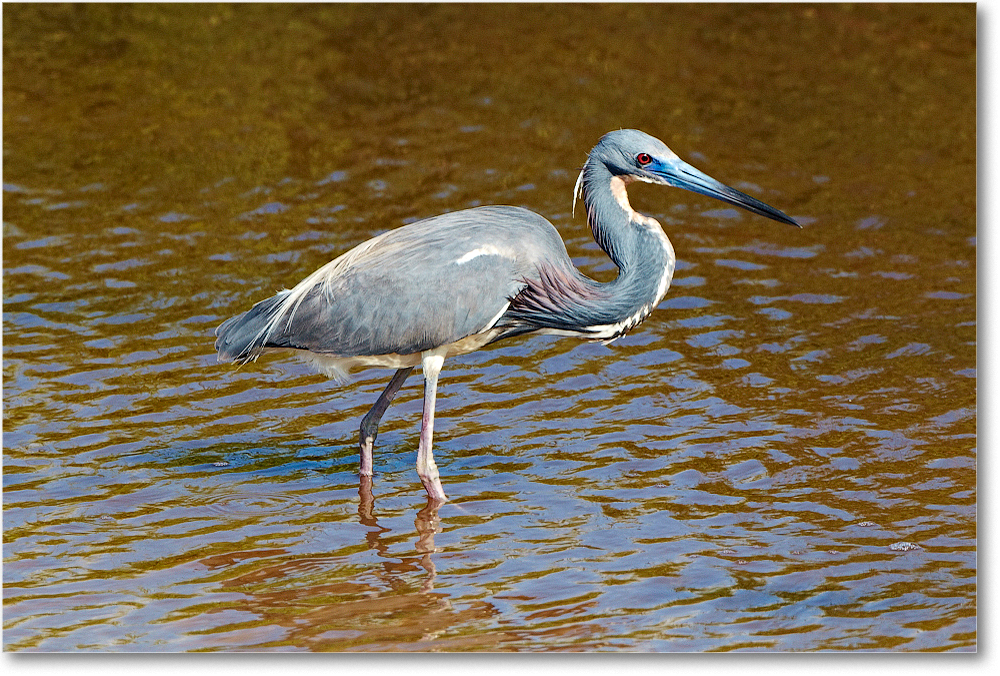 TricolorHeron-ChincoNWR-2012June_D4B0926 copy