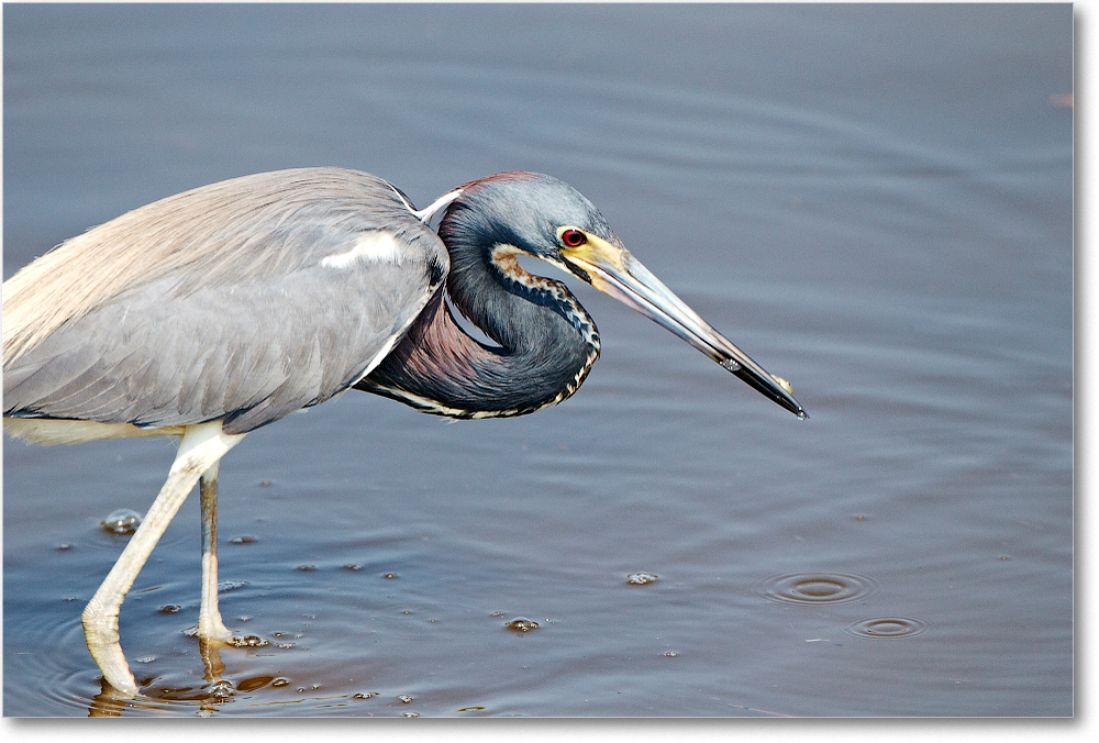 TricolorHeron-ChincoNWR-2012June_D4B1893 copy