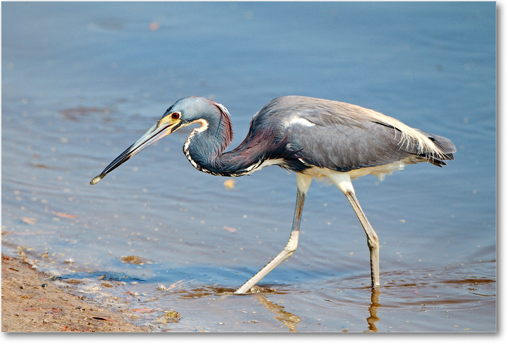 TricolorHeron-ChincoNWR-2012June_D4B1927 copy