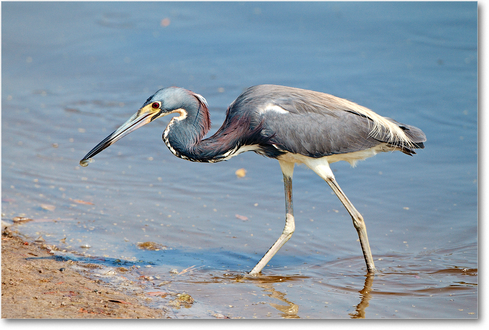 TricolorHeron-ChincoNWR-2012June_D4B1928 copy