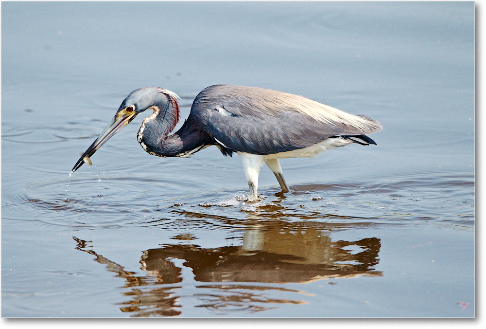 TricolorHeron-ChincoNWR-2012June_D4B1994 copy