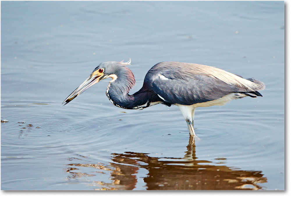 TricolorHeron-ChincoNWR-2012June_D4B2012 copy