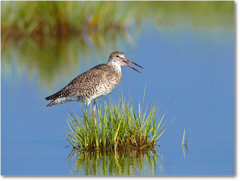 Willet-ChincoNWR-2012June_D4B2100 copy
