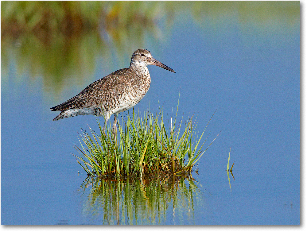 Willet-ChincoNWR-2012June_D4B2102 copy