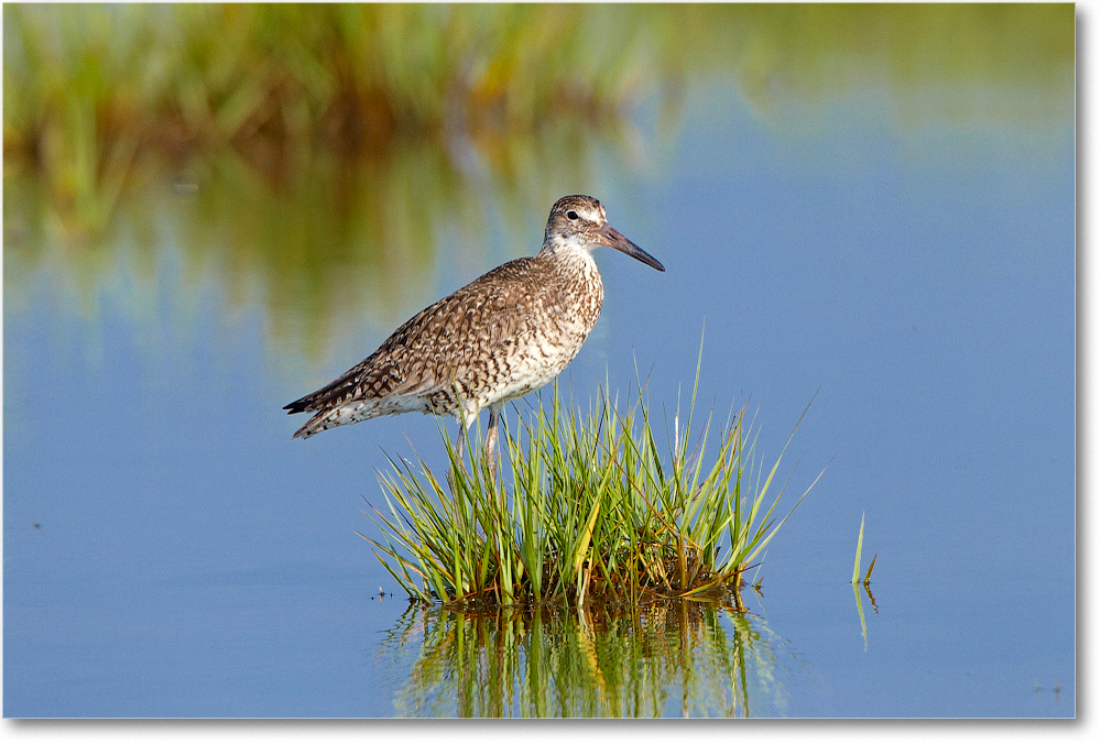 Willet-ChincoNWR-2012June_D4B2118 copy
