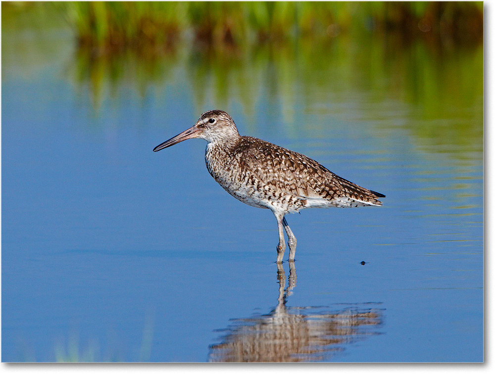 Willet-ChincoNWR-2012June_D4B2134 copy
