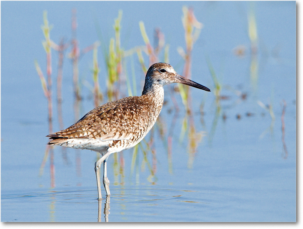 Willet-ChincoNWR-2012June_D4B2147 copy