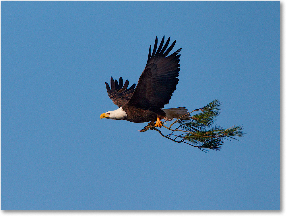 BaldEagle-ChincoNWR-2012Nov_D4C0753 copy