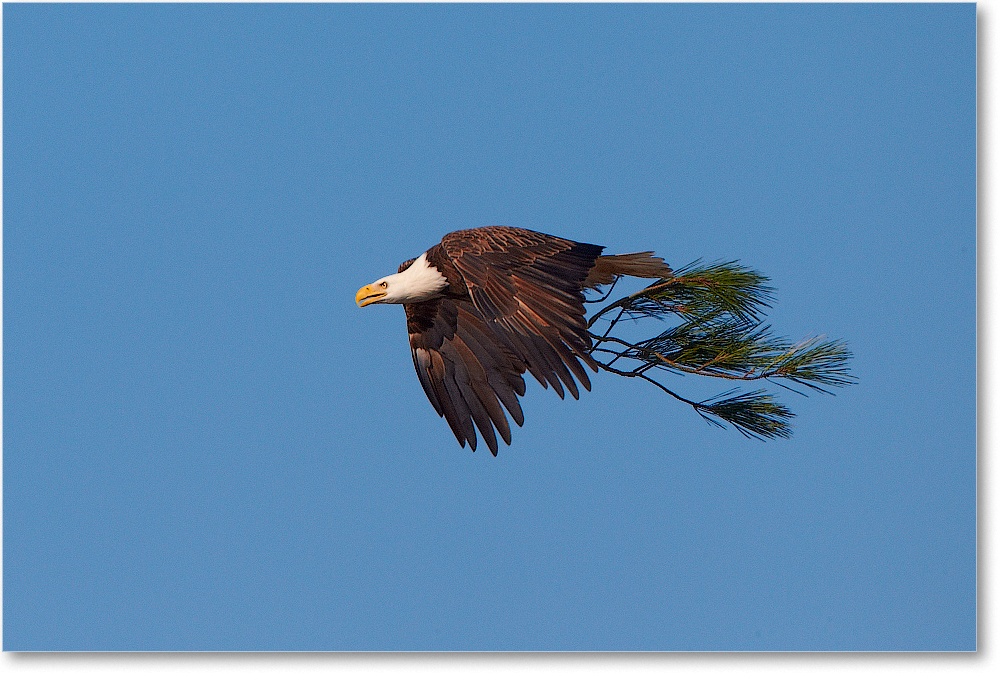 BaldEagle-ChincoNWR-2012Nov_D4C0755 copy