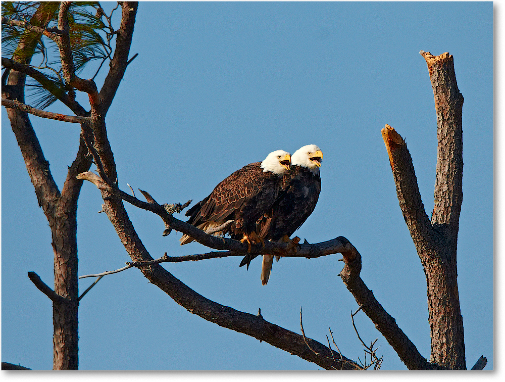 BaldEagles-ChincoNWR-2012Nov_D4C0462 copy