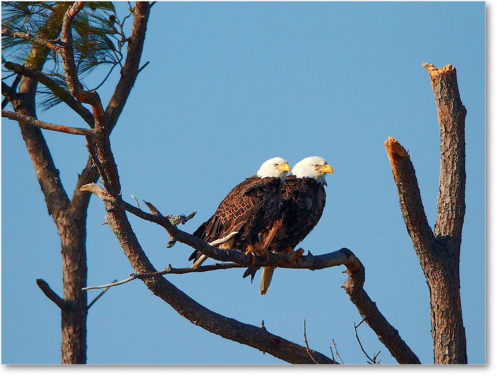 BaldEagles-ChincoNWR-2012Nov_D4C0476 copy
