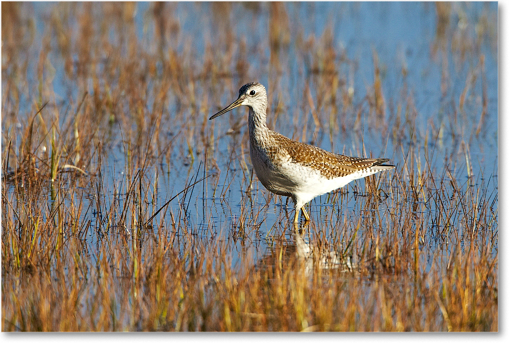 GreaterYellowlegs-ChincoNWR-2012Nov_D4C0541 copy