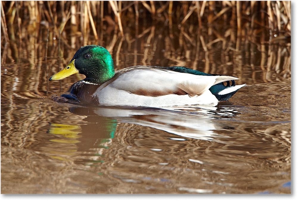 MallardMale-ChincoNWR-2012Nov_D4C0520 copy