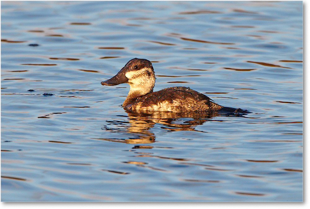 RuddyDuck-ChincoNWR-2012Nov_D4C0621 copy