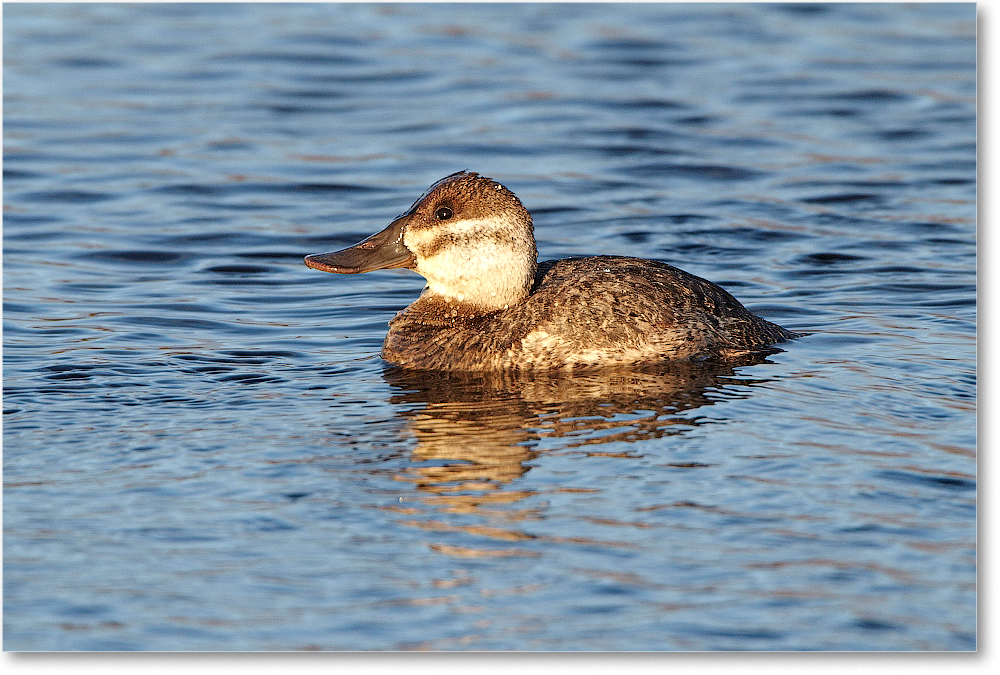 RuddyDuck-ChincoNWR-2012Nov_D4C0693 copy