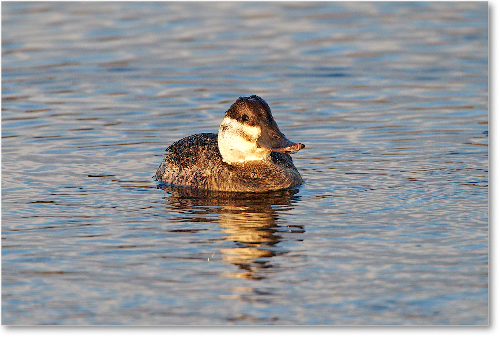 RuddyDuck-ChincoNWR-2012Nov_D4C0735 copy