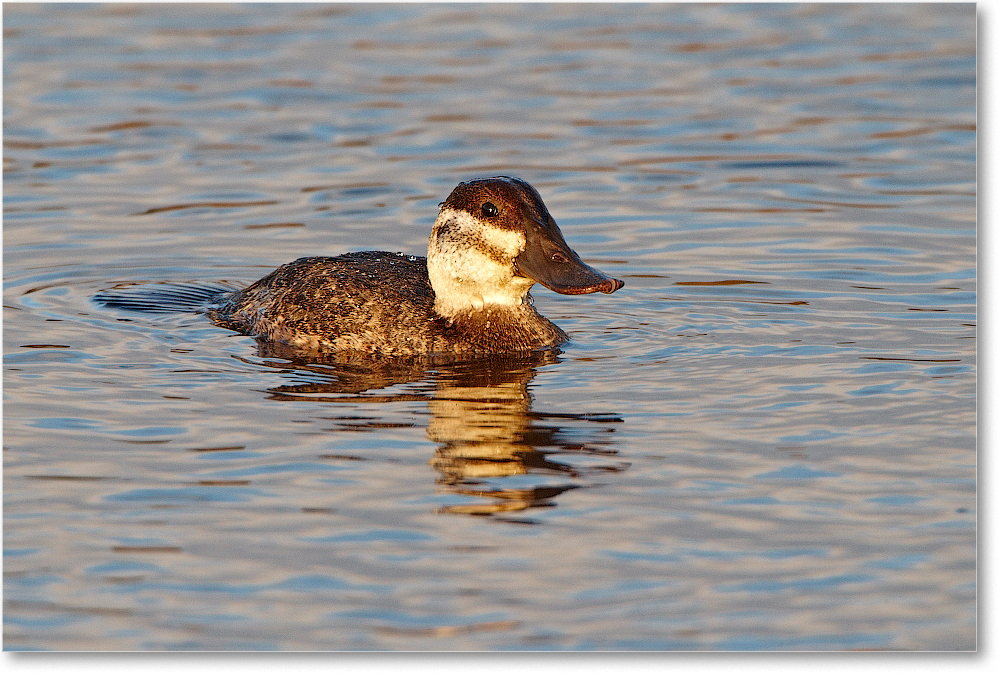 RuddyDuck-ChincoNWR-2012Nov_D4C0748 copy