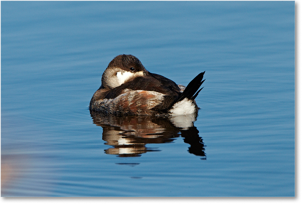 RuddyDuck-ChincoNWR-2012Nov_D4C0774 copy