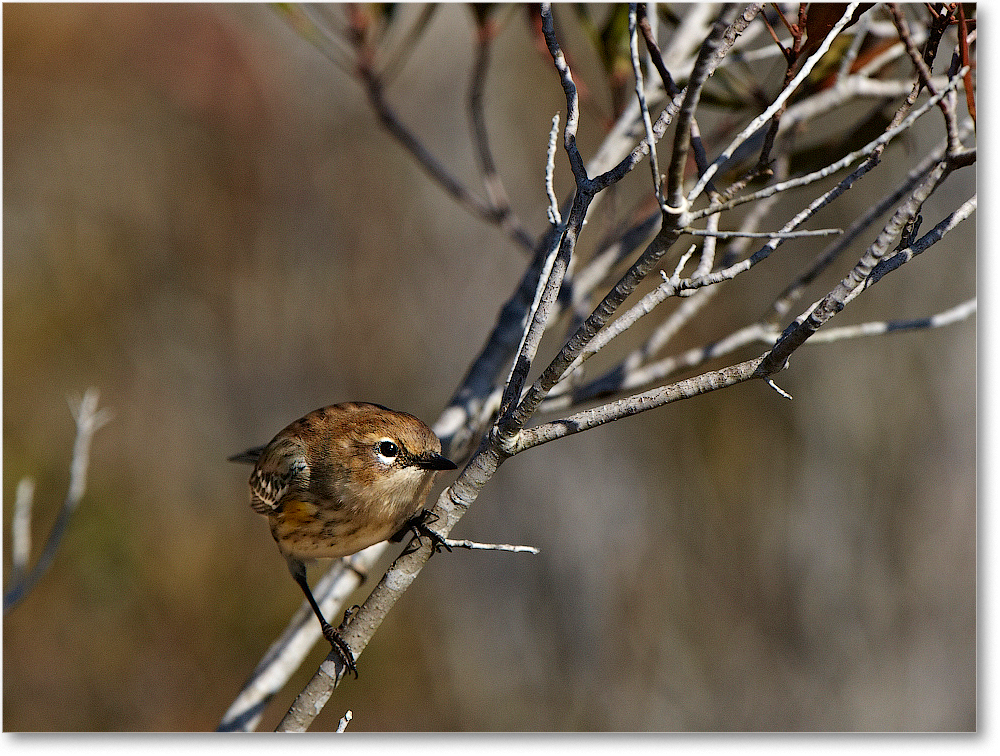 YellowRumpedWarbler-ChincoNWR-2012Nov_D5A0142 copy