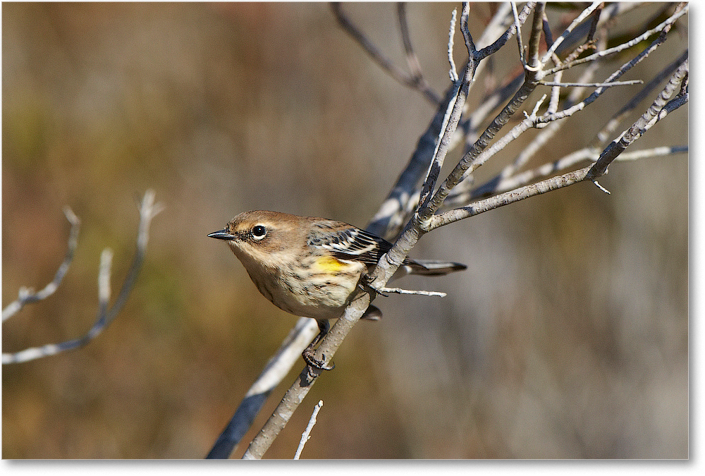 YellowRumpedWarbler-ChincoNWR-2012Nov_D5A0145 copy