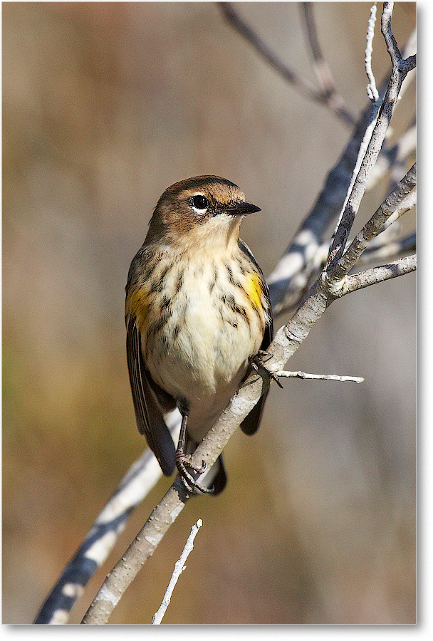 YellowRumpedWarbler-ChincoNWR-2012Nov_D5A0146 copy
