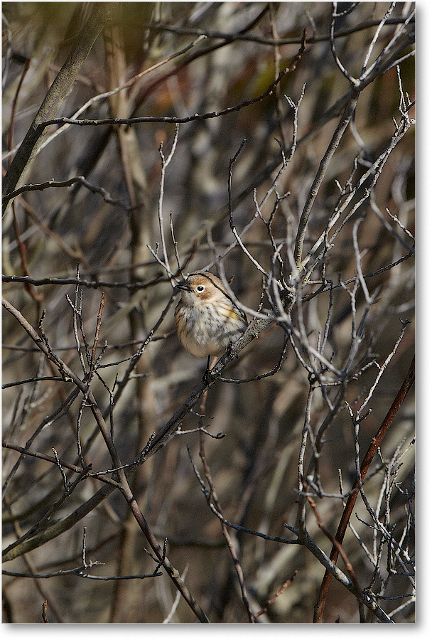 YellowRumpedWarbler-ChincoNWR-2012Nov_D5A0154 copy