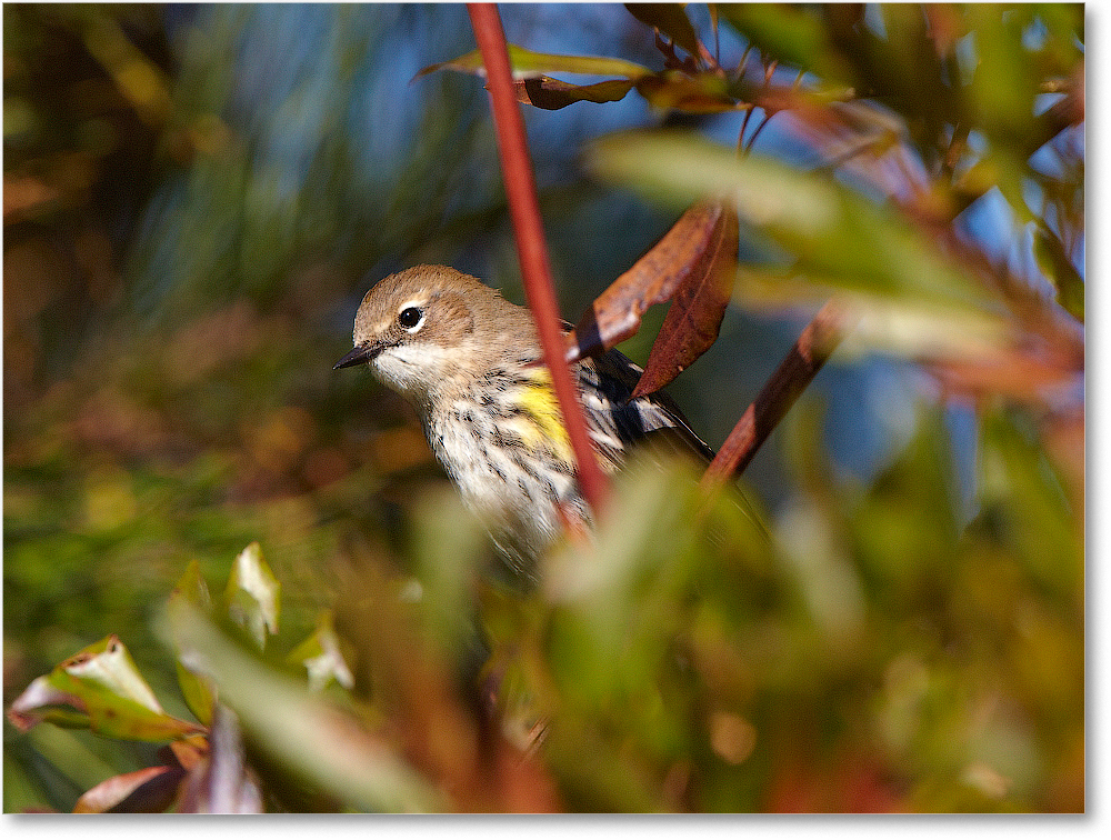 YellowRumpedWarbler-ChincoNWR-2012Nov_D5A0157 copy