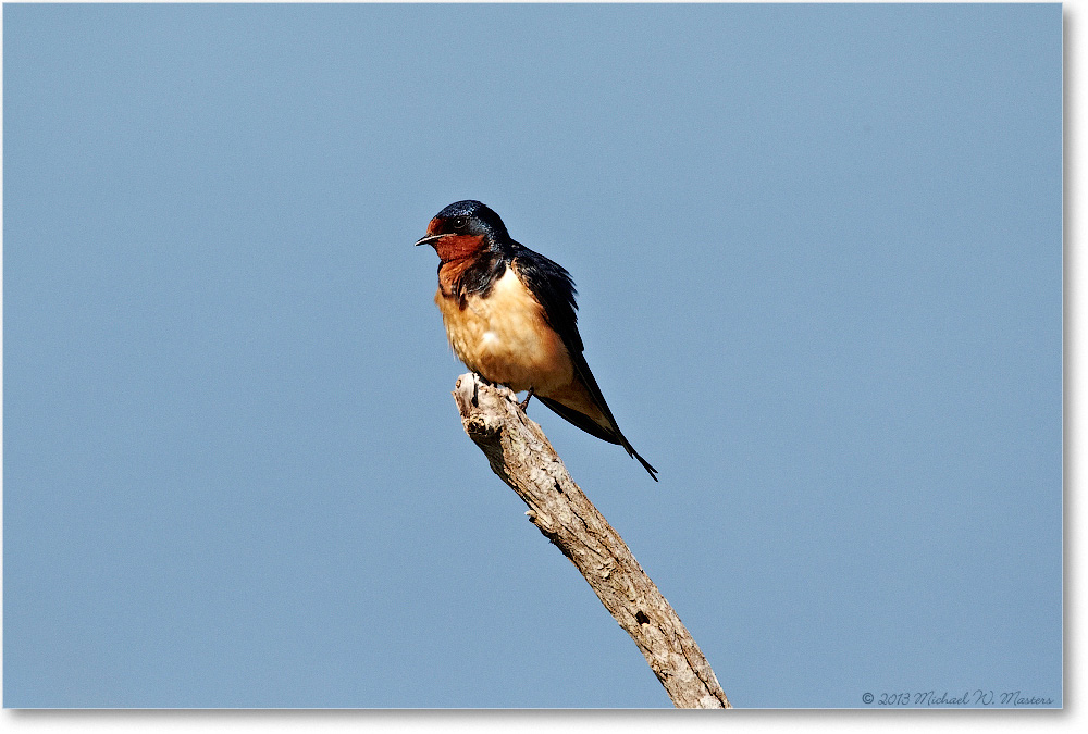 BarnSwallow-ChincoNWR-2013June_D5A1176-copy