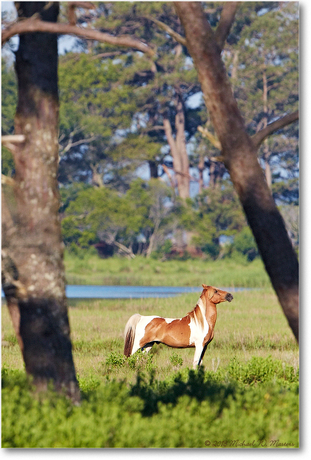 ChincoPony-ChincoNWR-2013June_D5A0767