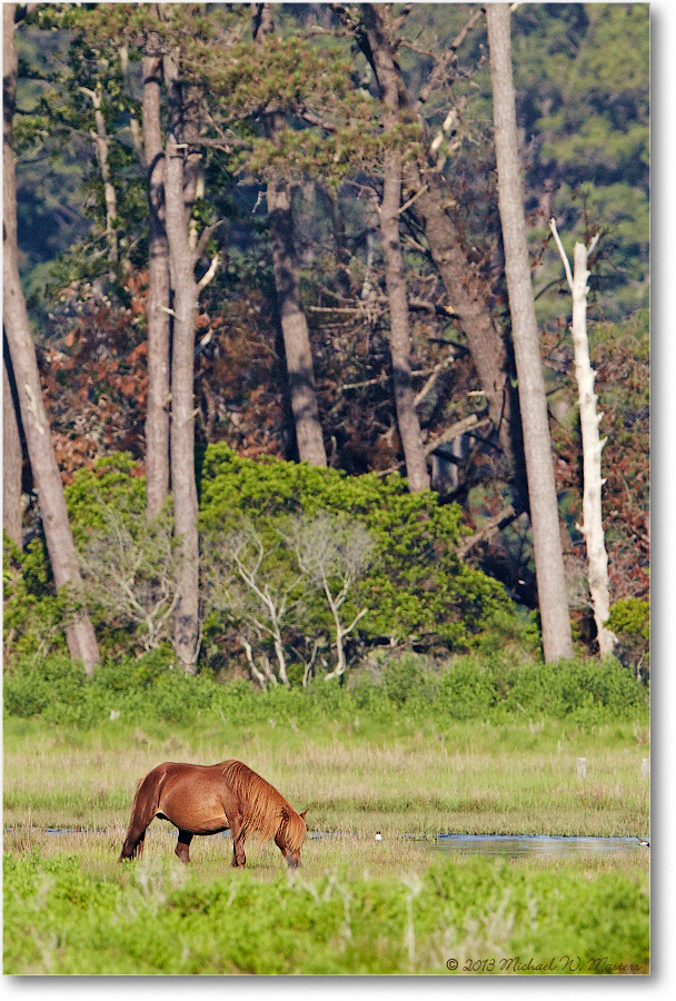 ChincoPony-ChincoNWR-2013June_D5A0773