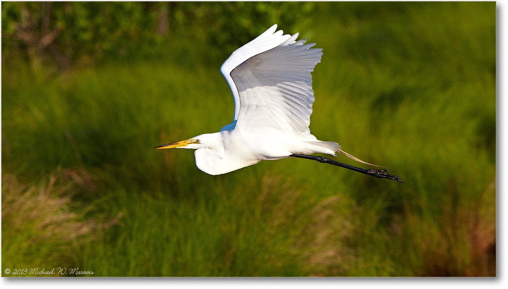 GreatEgret-ChincoNWR-2013June_D4C0624