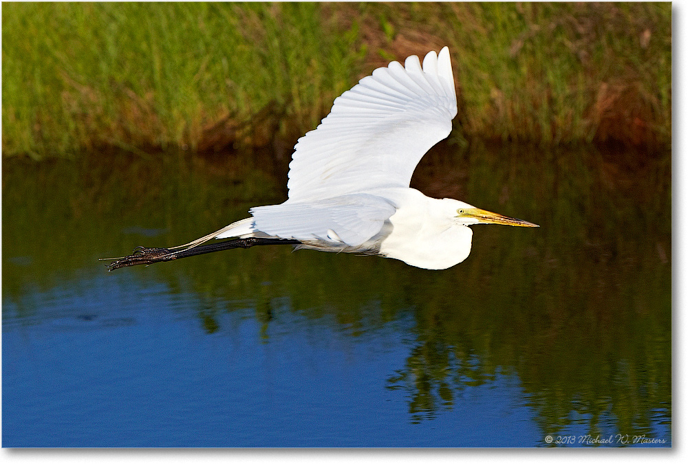 GreatEgret-ChincoNWR-2013June_D4C0633