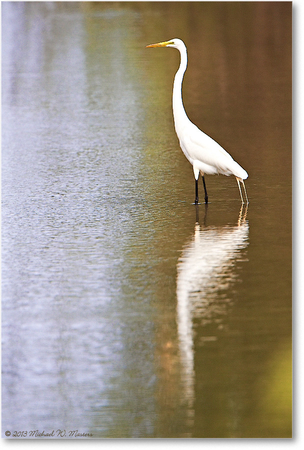 GreatEgret-ChincoNWR-2013June_D5A0826-copy