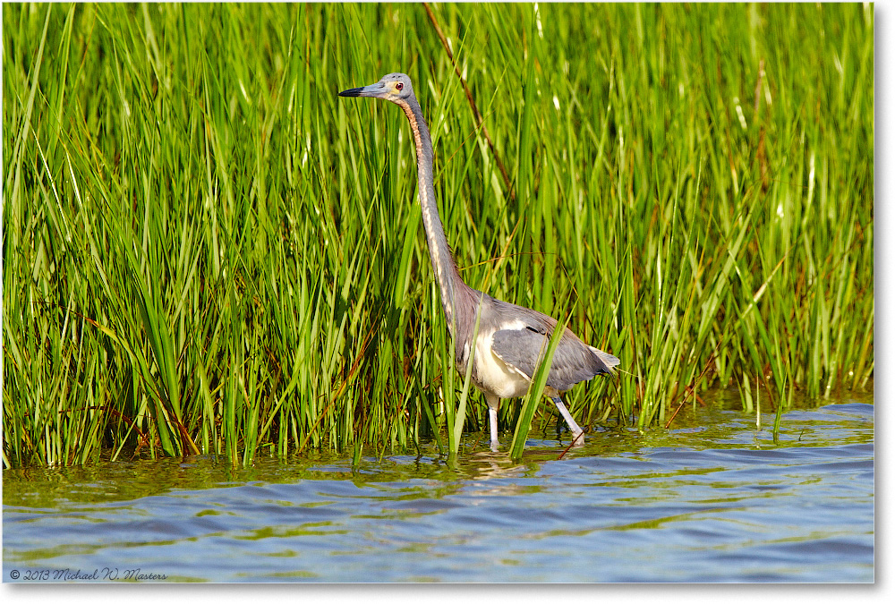 HeronTricolor-ChincoNWR-2013June_D5A1006-copy