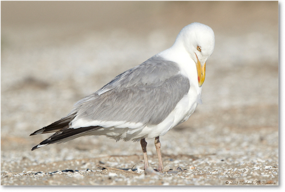 HerringGull-ChincoNWR-2013June_D5A0871-copy