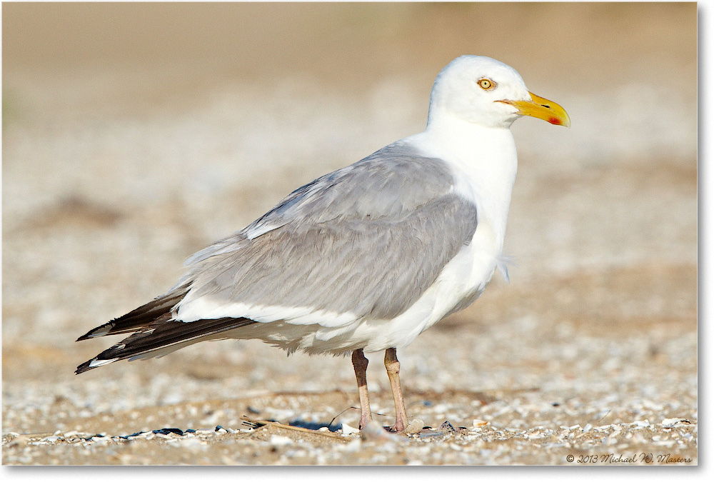 HerringGull-ChincoNWR-2013June_D5A0872-copy